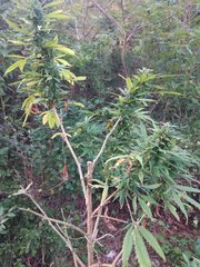 IMG_20210827_180556.jpg
