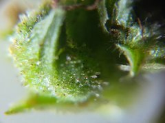 IMG_20210827_184817.jpg