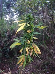 IMG_20210830_181053.jpg