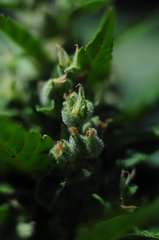 GORILLA GLUE AUTO OUT