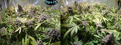 Flo+75