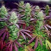 cannapeche27