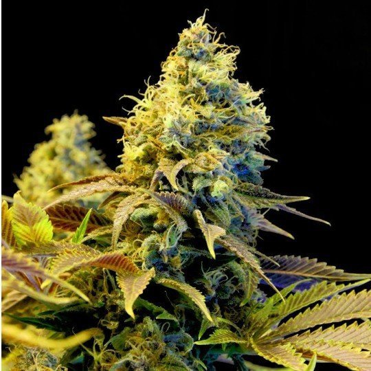 743632361_oaseeds-northern-lightsFAKE.jpg.7f3cf38f8719667ffb414d7e153ba7a4.jpg