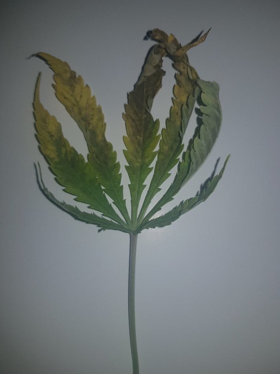 Feuille.thumb.jpg.59d8d6fb8017f07e04e48d8410d64e34.jpg