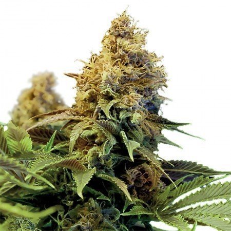 Gods-Gift-Autoflowering-Marijuana-Seeds..jpg.073d62e3254fe5a146bd90869c967891.jpg