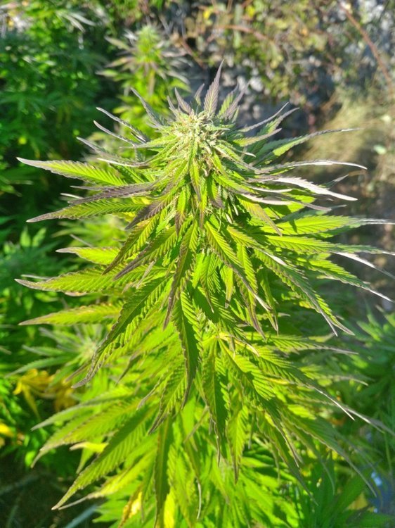 IMG_20210919_162015.thumb.jpg.571bc6c7425735ac8fdcd96a7408ff47.jpg