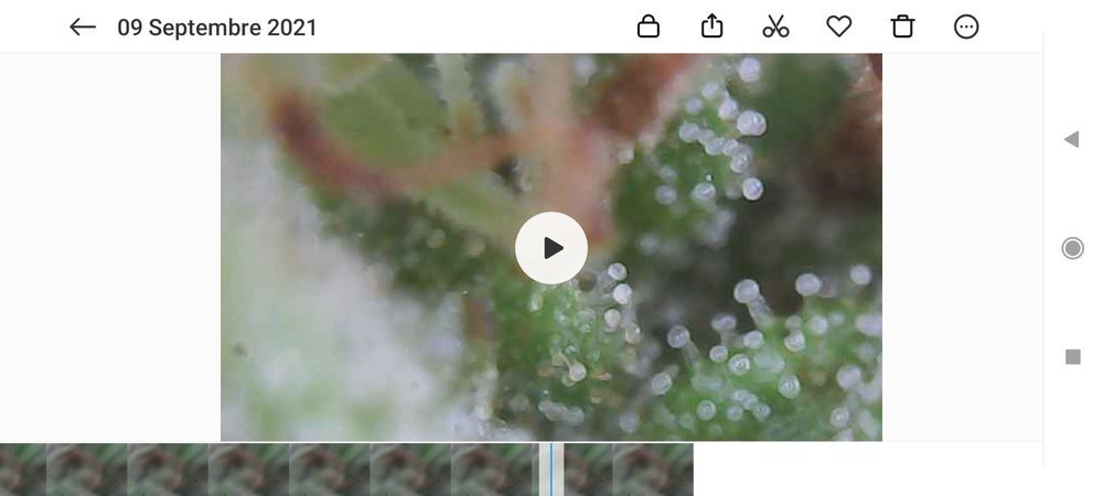 Screenshot_2021-09-09-13-53-20-225_com.miui.gallery.jpg