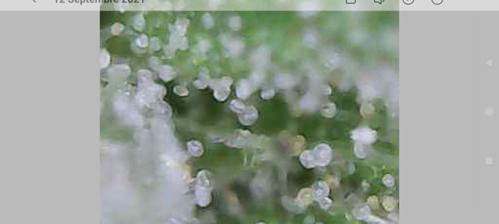 Screenshot_2021-09-12-10-52-33-243_com.miui.videoplayer.jpg