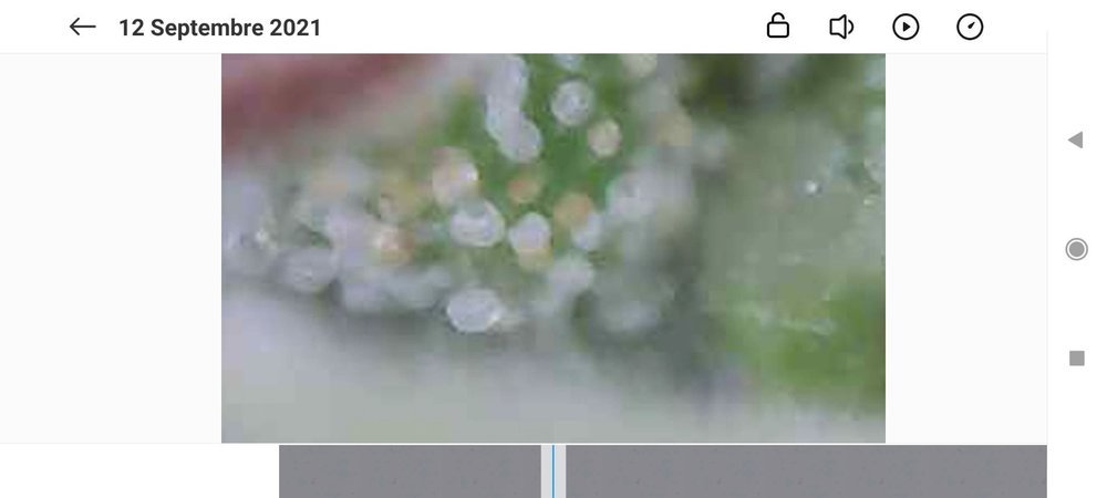 Screenshot_2021-09-12-10-54-34-874_com.miui.videoplayer.jpg