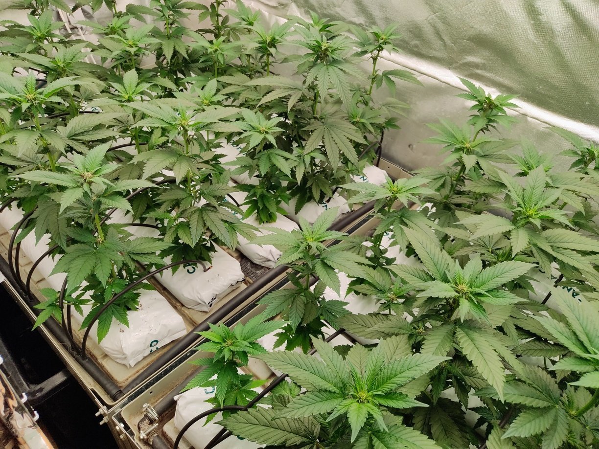 Reprise en main Super Skunk, Kera Gelato, Deep Sugar, Black Domina