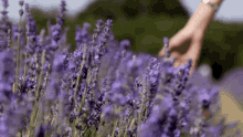 lavender-touch.gif.6acdcea573e17271cb68e17351da7b63.gif