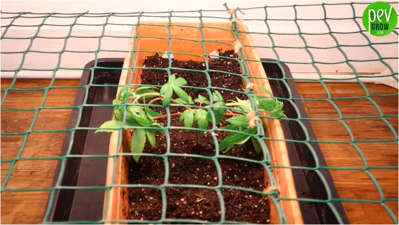 scrog.PNG.e586b663e93f324ca337f134a565f08f.PNG