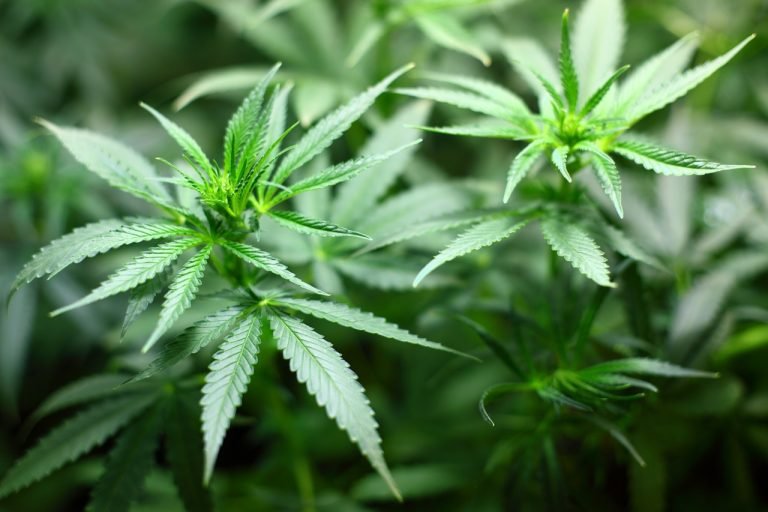 Cannabis médical: vers une filière française de production