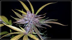 FLO+64 Buddha Kush OG a.JPG