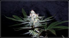 FLO+51 Buddha Kush OG.JPG