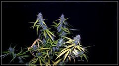 FLO+64 Maharaja Haze a.JPG