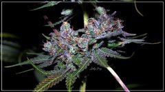 FLO+64 Buddha Kush OG b.JPG