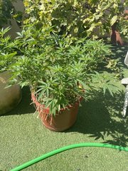 Strawpicanna #2