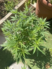 Strawpicanna #3