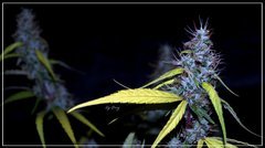 FLO+64 Maharaja Haze b.JPG