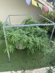 Mise en place de la cage - La Marquise #1