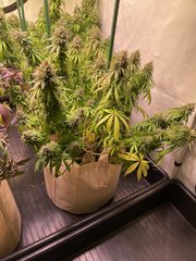 C50E170B-BC6C-4203-B531-E0EC2535FDA2.jpeg
