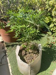Strawpicanna #3