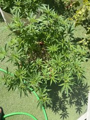 Strawpicanna #2