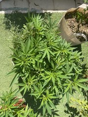 Strawpicanna #2