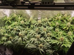 Boutz de Northern Light