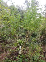 IMG_20210905_162805.jpg