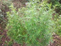IMG_20210905_170131.jpg