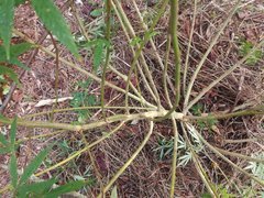 IMG_20210905_170208_1.jpg