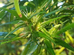 IMG_20210909_075611.jpg