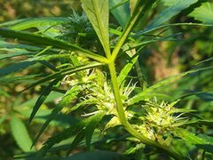 IMG_20210909_075621.jpg