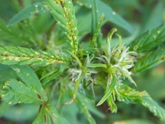 IMG_20210909_080333.jpg