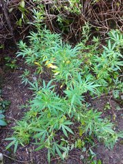 IMG_20210909_081851.jpg