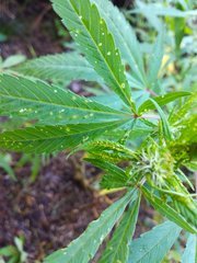 IMG_20210909_081916.jpg