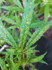 IMG_20210909_081924.jpg