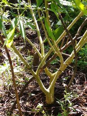 IMG_20210909_090221.jpg