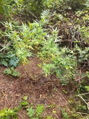 IMG_20210923_115916.jpg