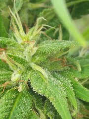 IMG_20210923_120346.jpg