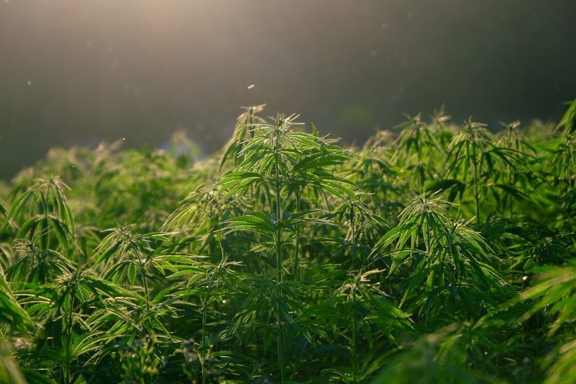 Le cannabis aurait été domestiqué pour la première fois il y a 12000 ans en Chine