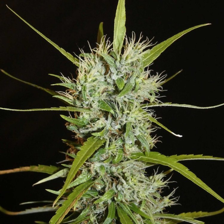 Filipino Kibungan Landrace Seeds.jpg