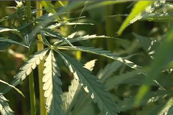 Gironde : le cannabis dédié au « bien-être »est-il une culture d'avenir ?