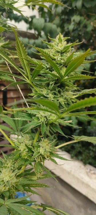 IMG20211006130910.jpg