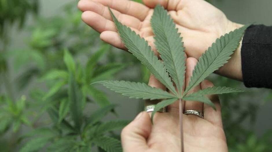 Du cannabis thérapeutique cultivé en Creuse d’ici 2023 ?