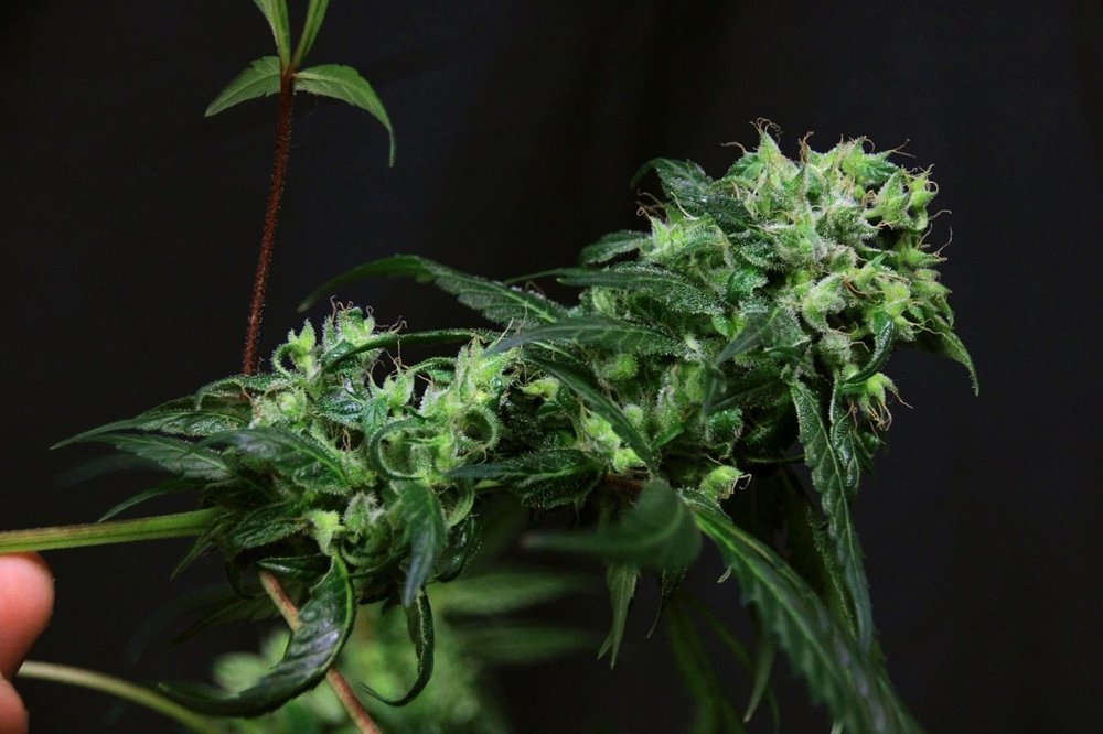 batch_IMG_2842.thumb.JPG.f89ecb16c34876a37dc4297de6050a52.JPG