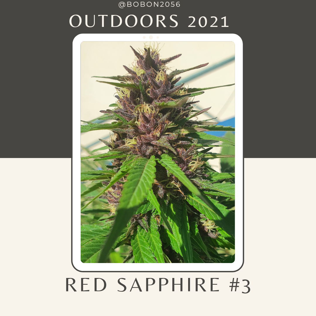 Outdoors 2021