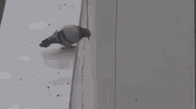 pigeon-suicide.gif.e69c7b48c48e02cb4129c1f0e2e5a976.gif